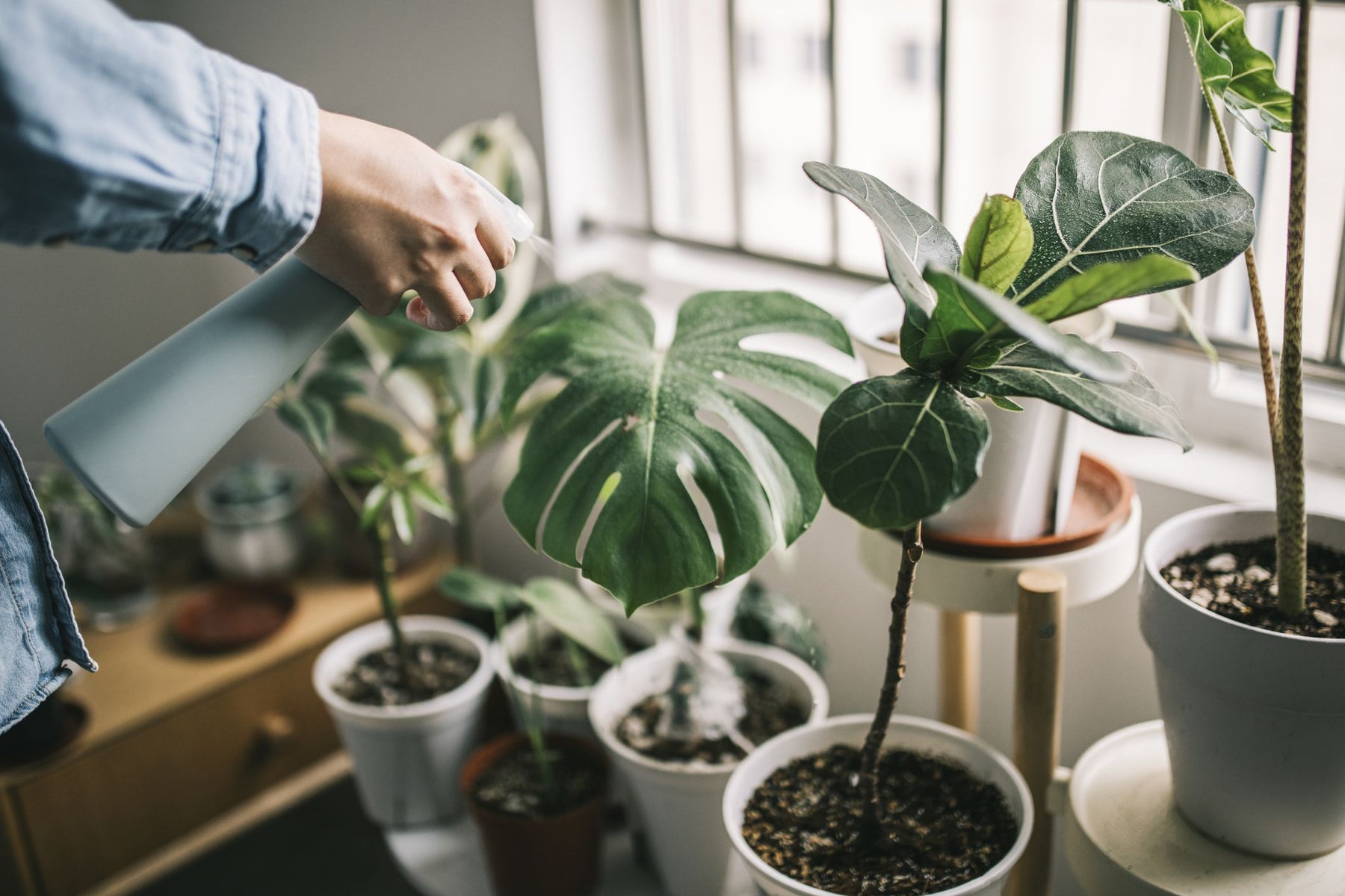 How to Choose the Perfect Houseplants for Your Small Business