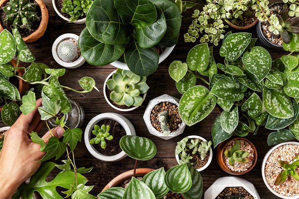 Houseplant Trends for Small Businesses in 2024: What’s New and Exciting.