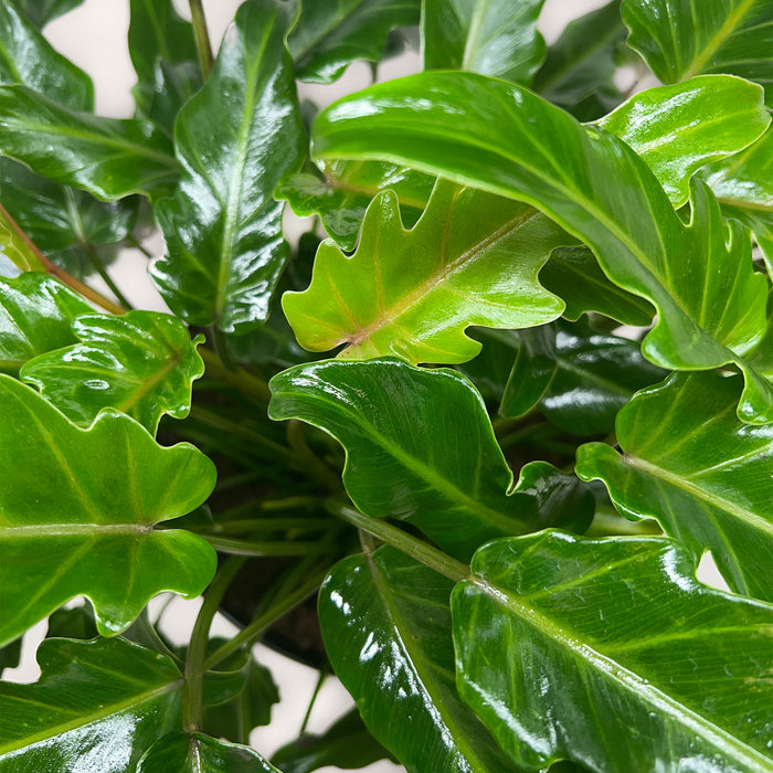 Philodendron Xanadu