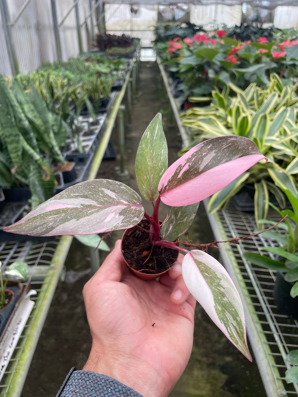 Philodendron 'Pink Princess' | Indoor Plant | Tropical Plant | Potted ...