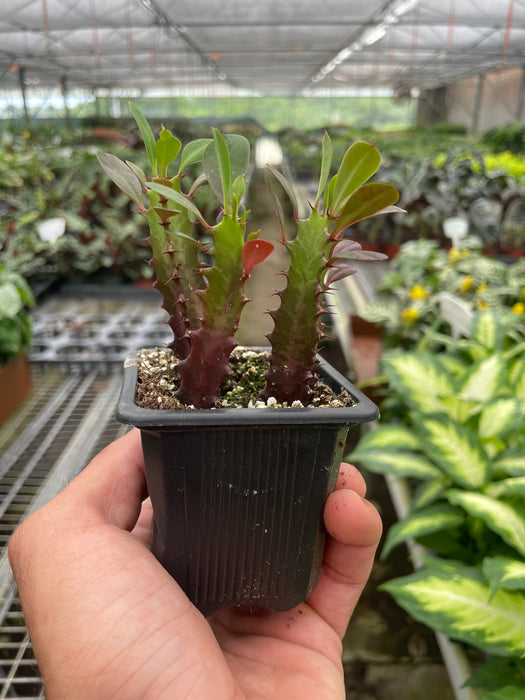 Euphorbia 'Trigona Rubra'