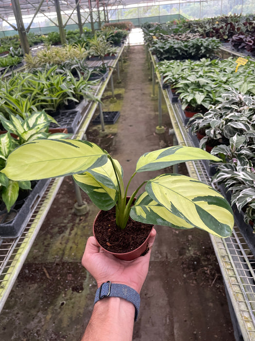 Calathea 'Pilosa'