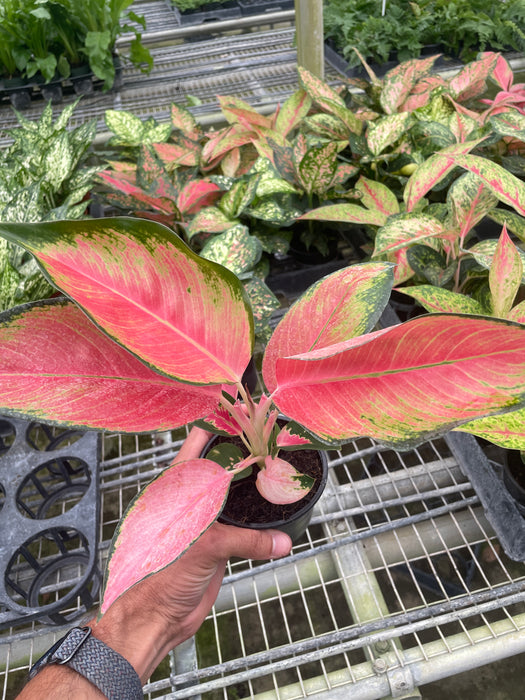 Chinese Evergreen 'Pink Pearl'