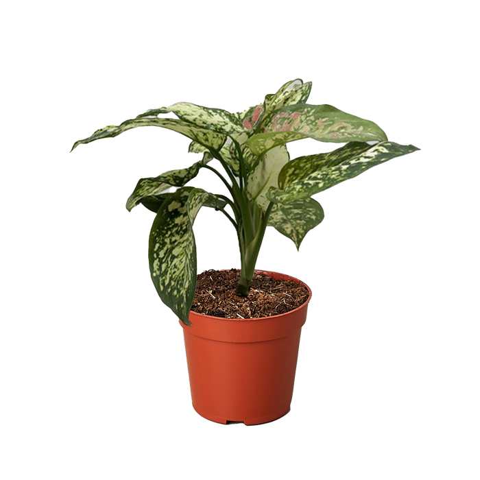 Chinese Evergreen 'Wishes'