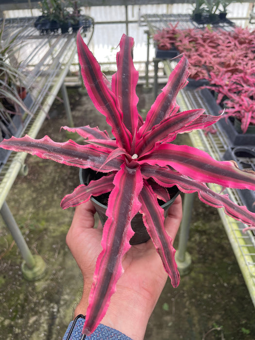 Cryptanthus 'Pink Star'