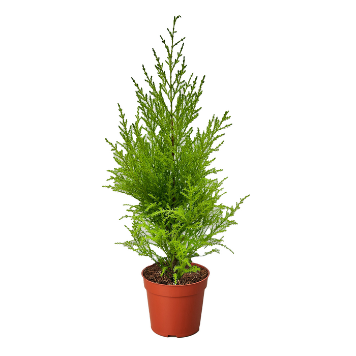 Cypress Lemon