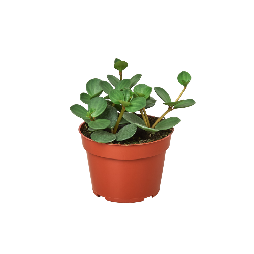 Peperomia 'Hope'