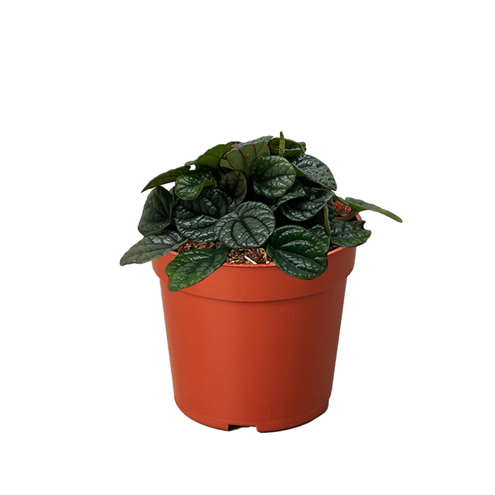 Peperomia Greyhound