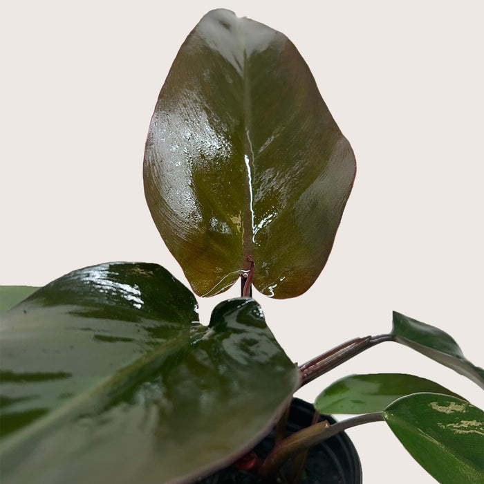 Philodendron Majesty