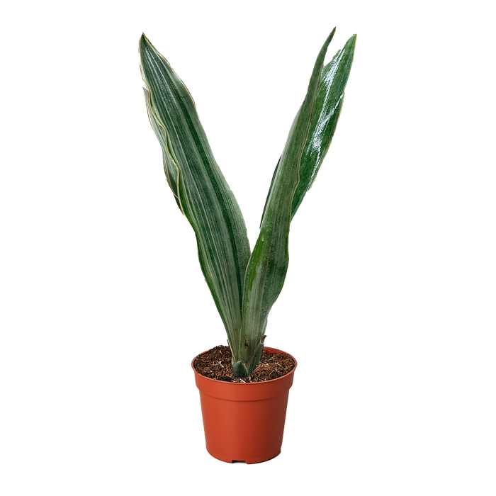 Snake Plant 'Sayuri'