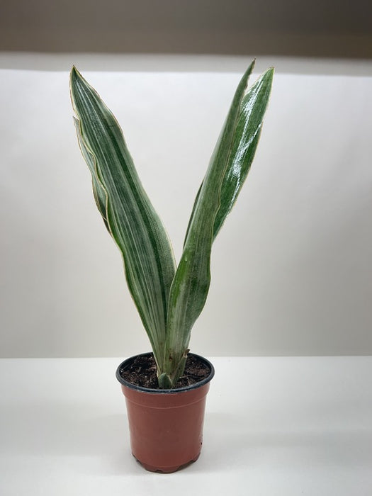 Snake Plant 'Sayuri'