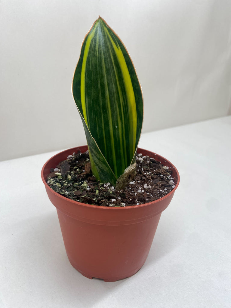 Sansevieria Masoniana XL (#A284)** hotsell | Shark Fin Snake Plants | Whale Fin Snake Plant