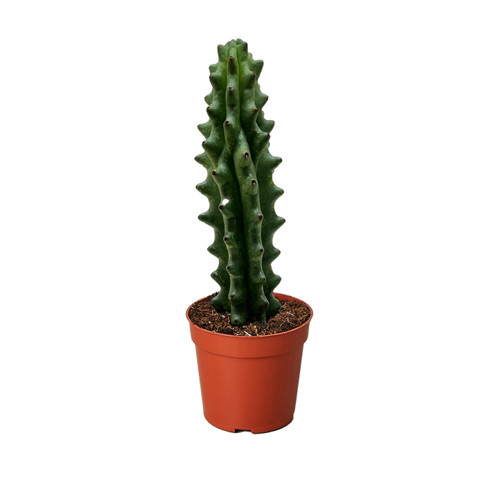 Succulent Cactus Ghost White Boobie