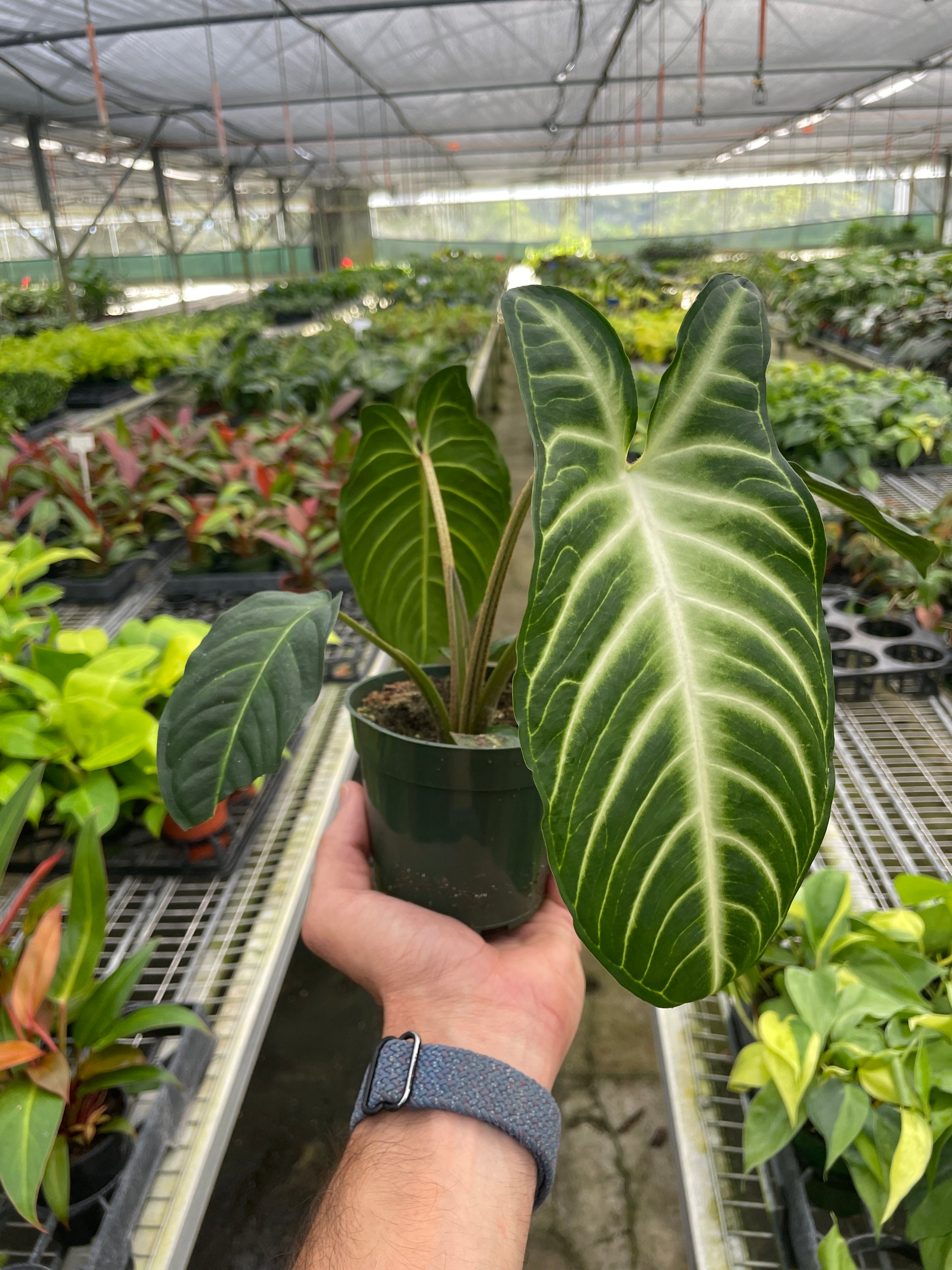 Xanthosoma 'Lendenii' — House Plant Wholesale