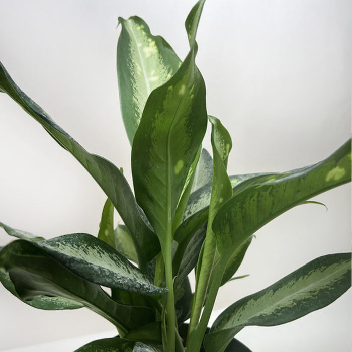 Dieffenbachia Panther