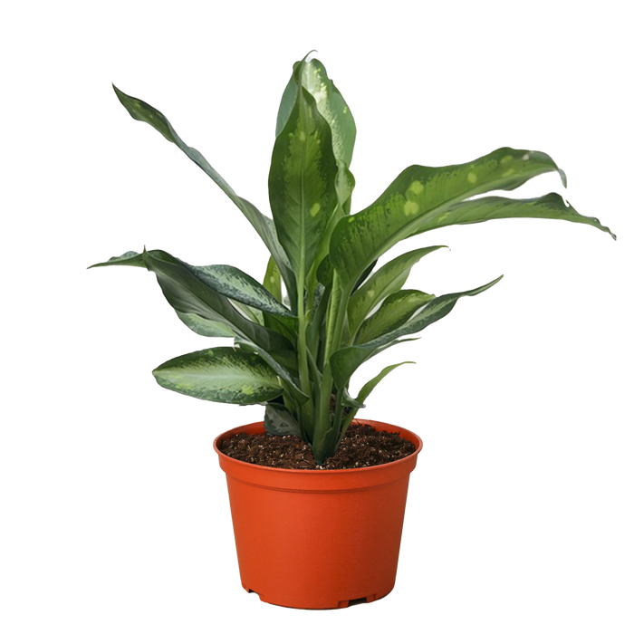 Dieffenbachia Panther