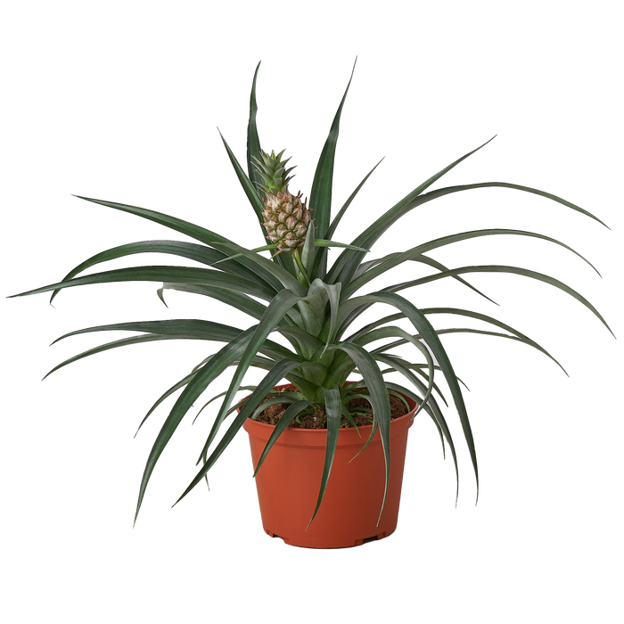 Bromeliad 'Yellow Pineapple' - 6" Pot