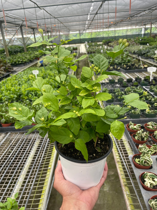 Jasmine Sambac (Arabian Jasmine)