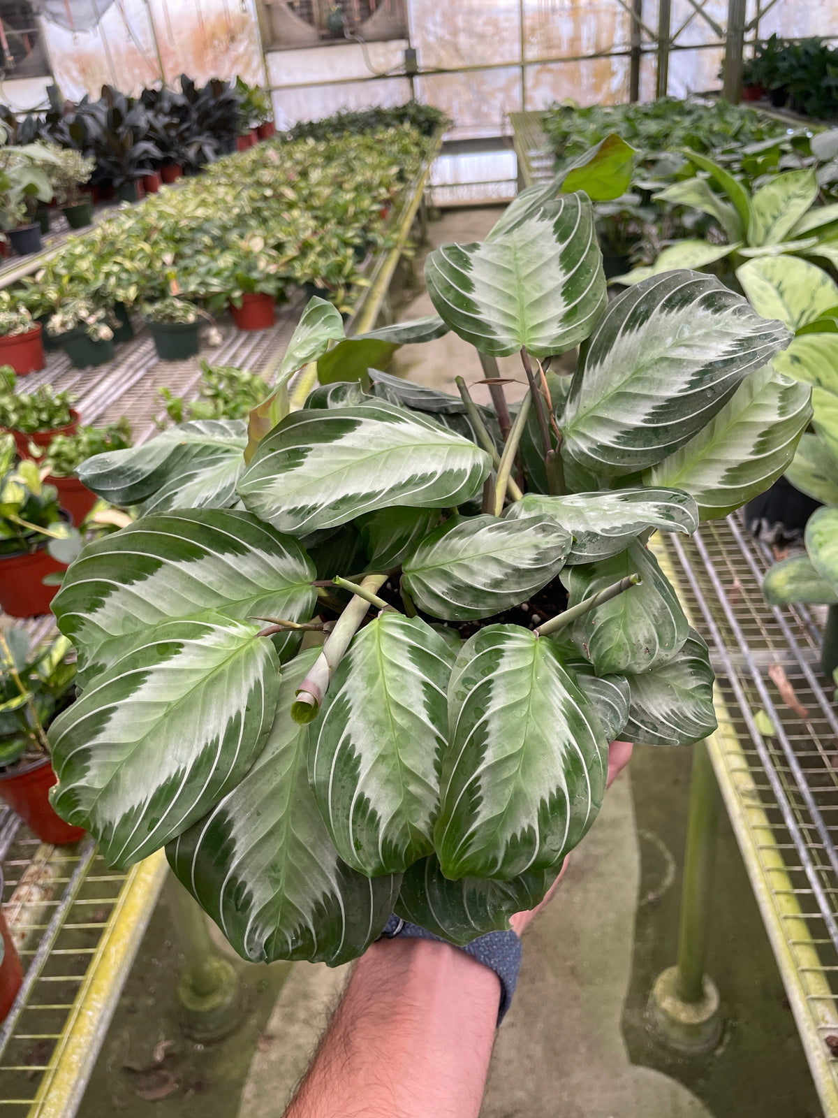 Maranta 'Silver Band' — House Plant Wholesale