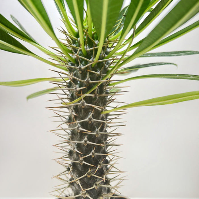 Pachypodium 'lamerei' (Madagascar Palm)