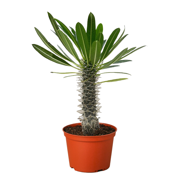 Pachypodium 'lamerei' (Madagascar Palm)