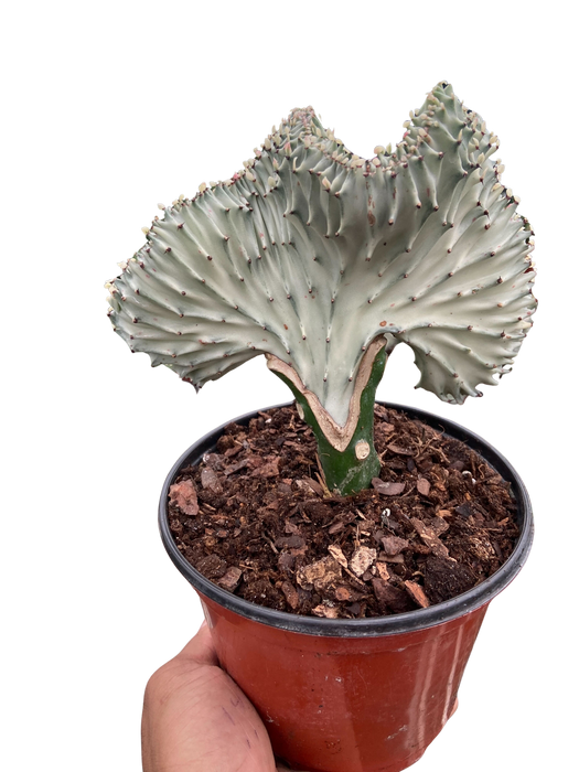 Succulent Euphorbia Lactea Ghost