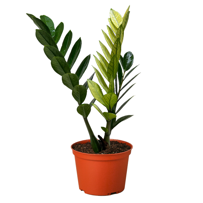 Zamioculcas 'Chameleon'