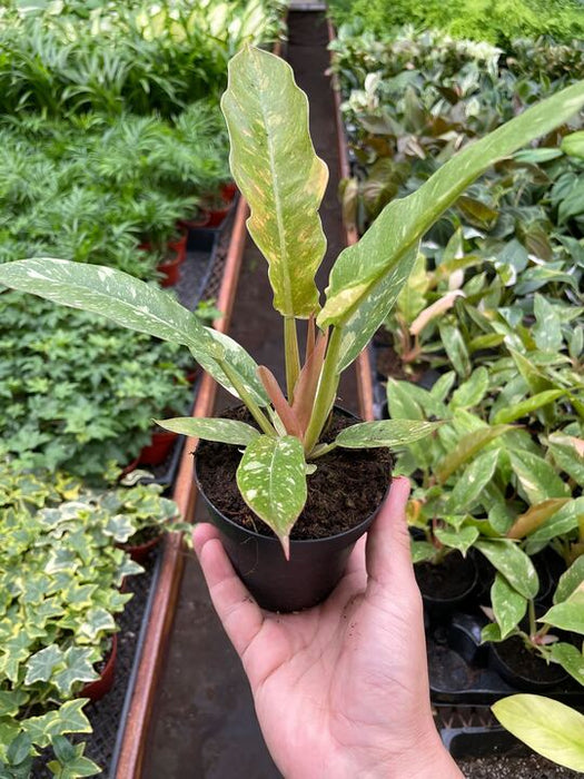 Philodendron 'Variegated Ring of Fire '