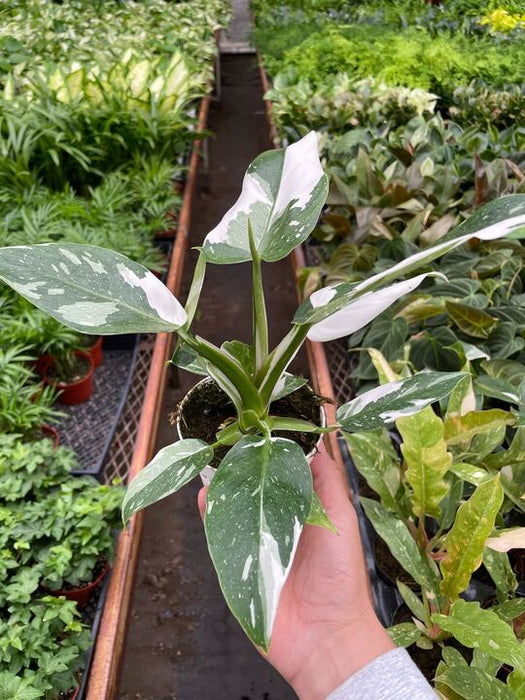 Philodendron 'White Princess'