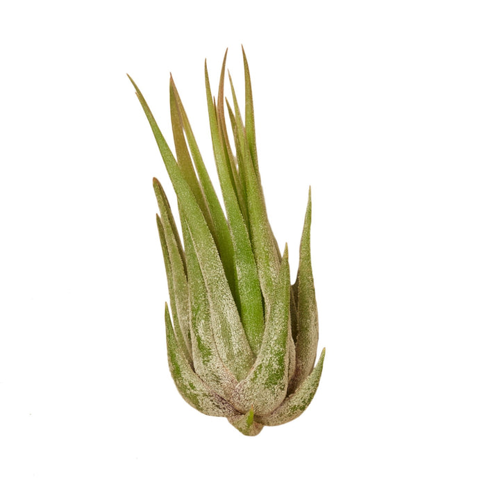 Tillandsia Air Plant Kolby - 50 Pack