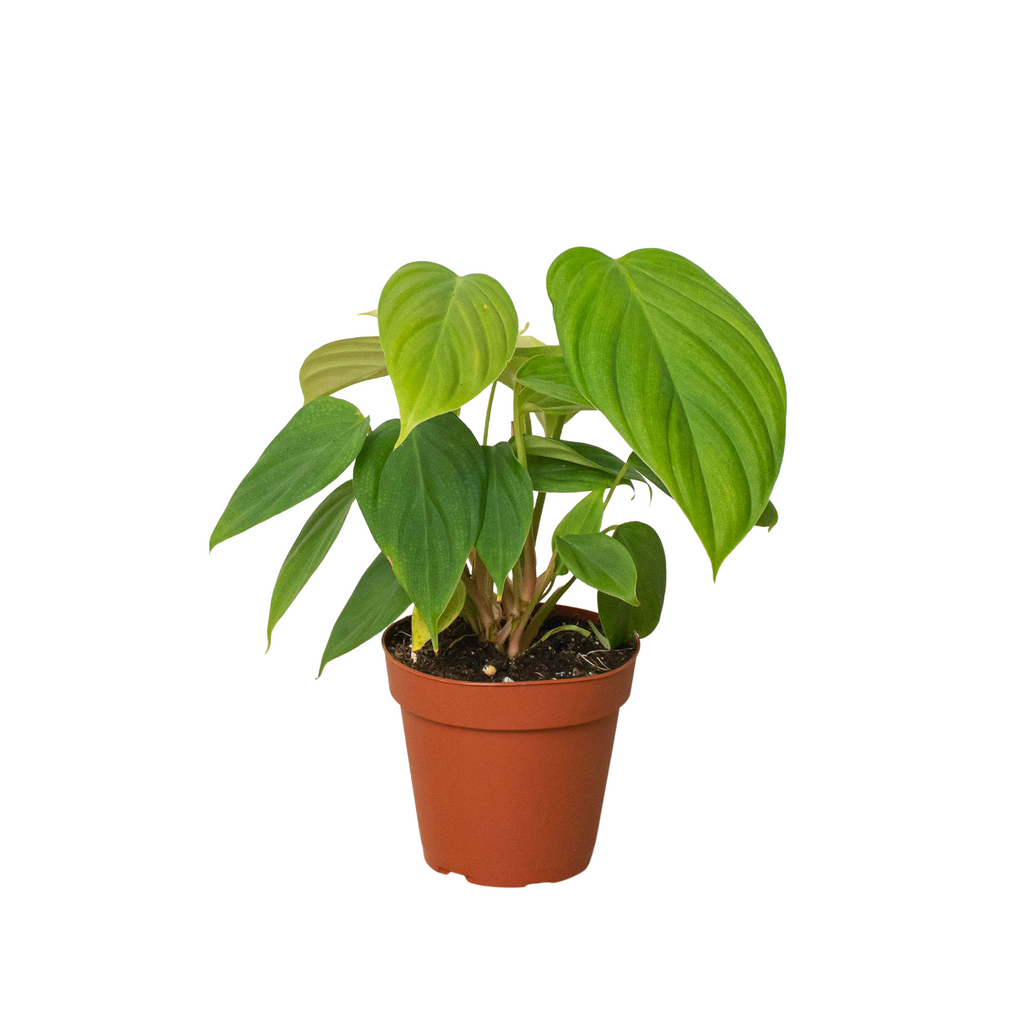 Philodendron Fibrosum, Fuzzy Petiole, Velvet Leaf Aroid, cheapest Rare Tropical Plants, Tropical Plants, Rare Houseplants