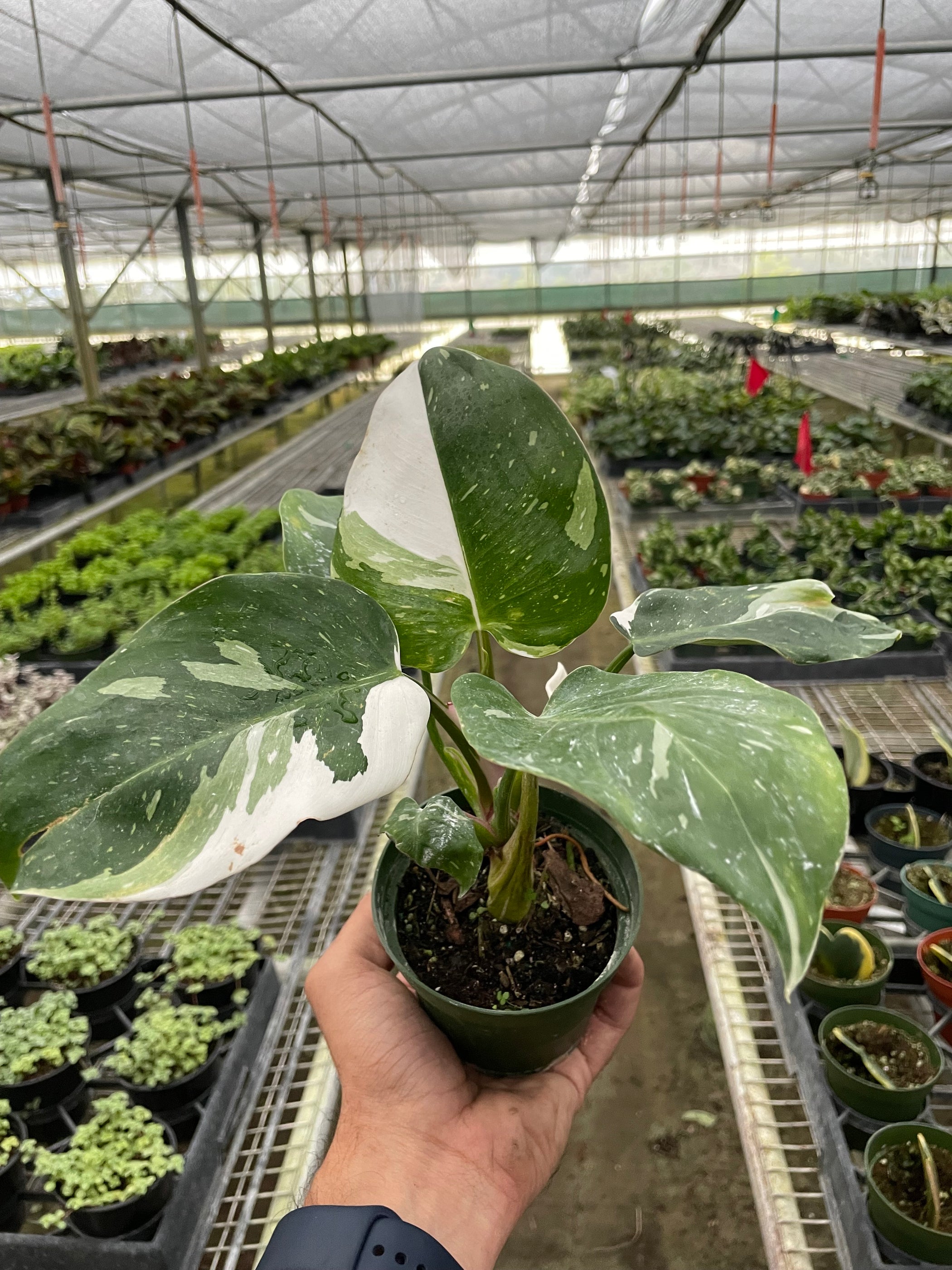 Philodendron 'White Princess' | Indoor Plant | Tropical Plant | Potted ...