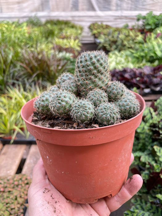 Rebutia Deminuta Sanguinea Cactus