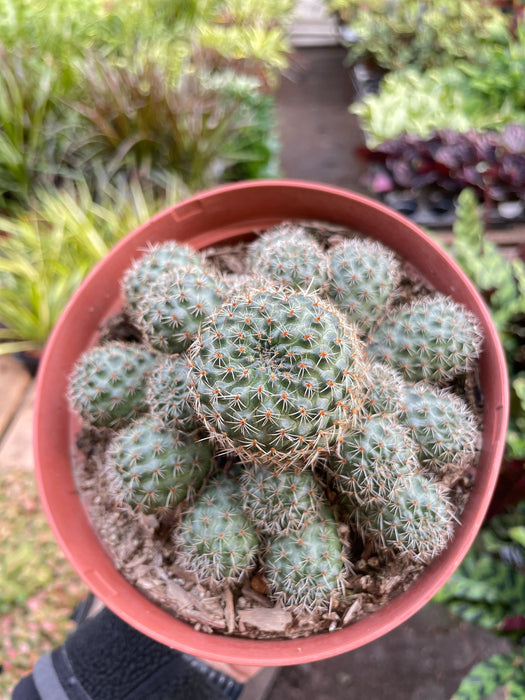 Rebutia Deminuta Sanguinea Cactus