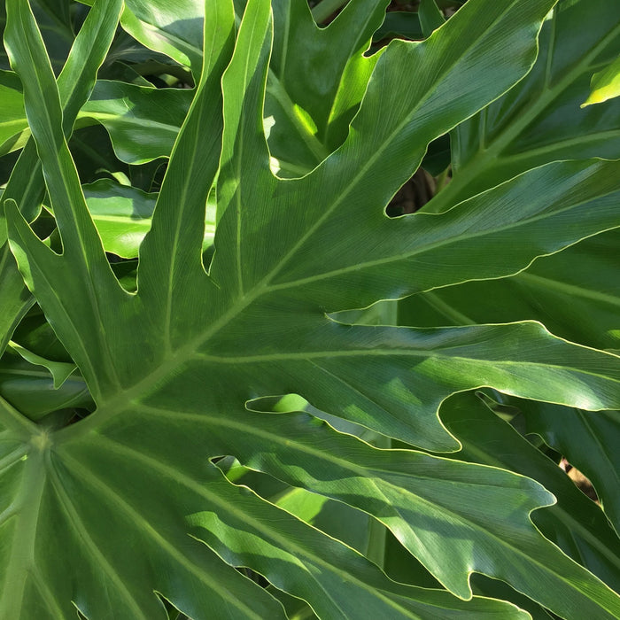 Philodendron 'Lickety Split'